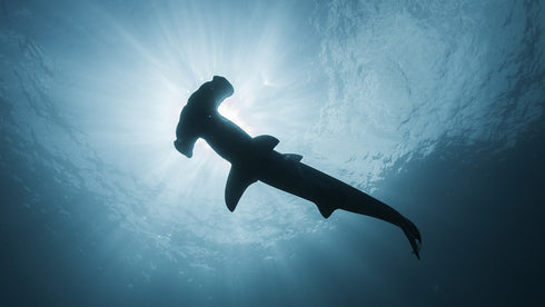 AQUIS DATE 73377304135-0782405PEB